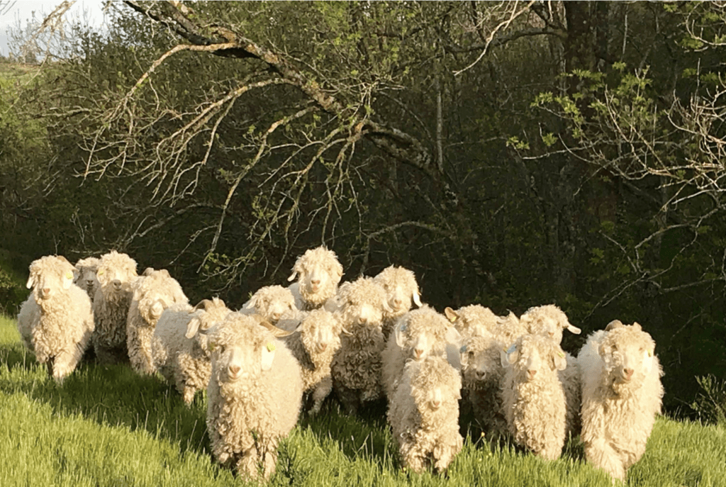 Parainer un chèvre angora, c’est possible